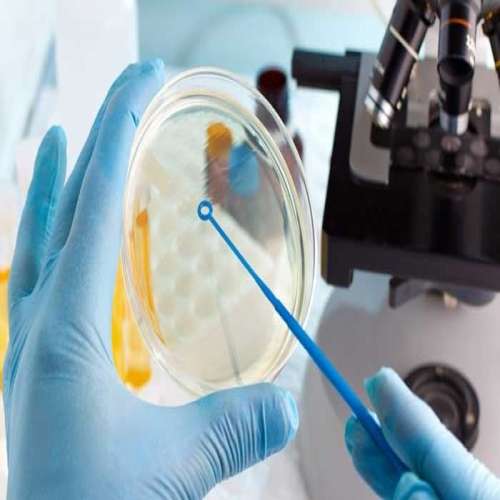 Microbiological Limit Test