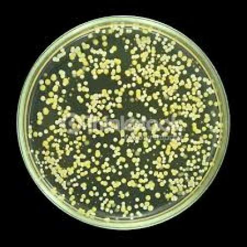 Microbiological Testing